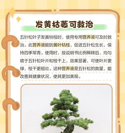 香芝麻树叶子发黄怎么办？如何处理？