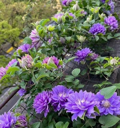 阳台种植哪些花卉会特别好看？