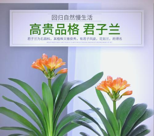 晋江君子兰的品质如何？