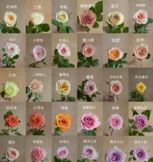月季芽品种的辨别方法有哪些？