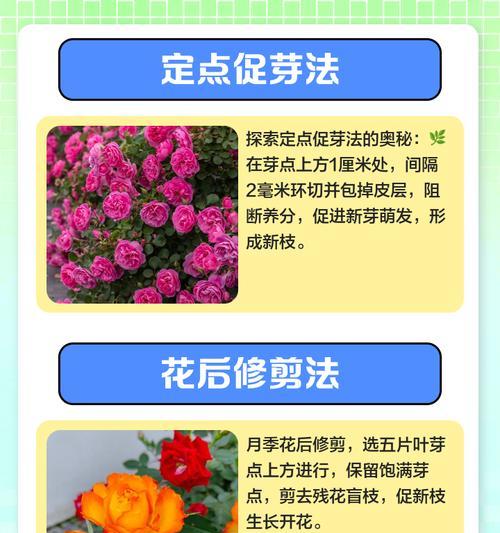 月季芽品种的辨别方法有哪些？