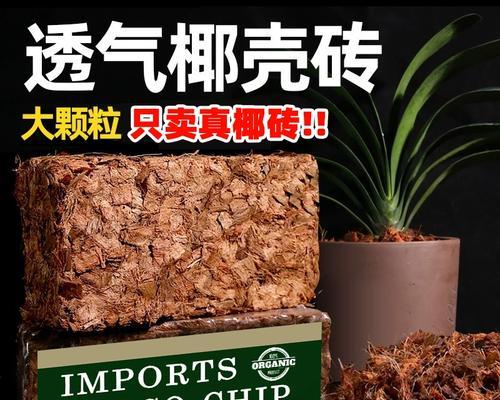 月季育苗椰砖养护方法是什么？