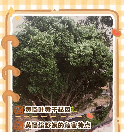 苗木叶子枯萎发黄如何处理？