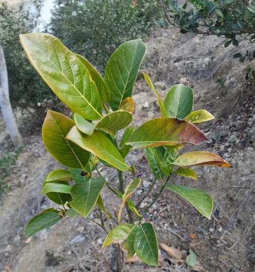 苗木叶子枯萎发黄如何处理？