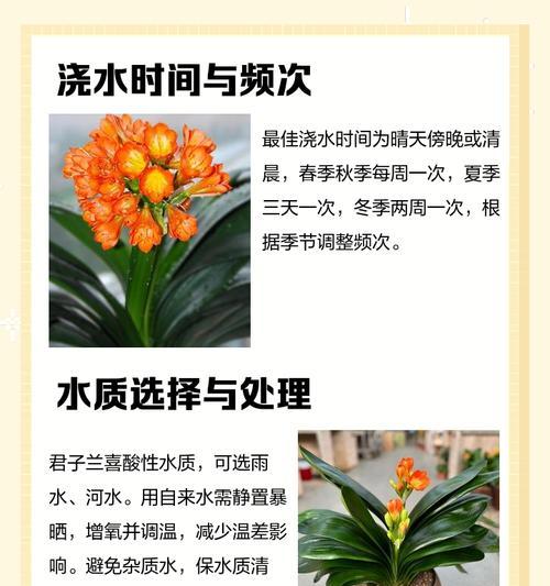 君子兰长锈点的原因及解决方法是什么？