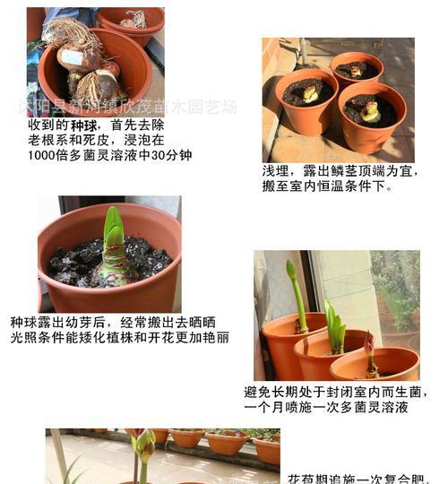 朱顶红的养殖意义是什么？