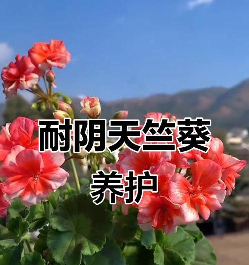 天竺葵如何养得浪漫漂亮？需要哪些养护技巧？
