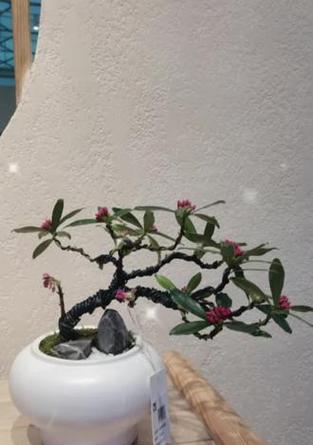 绿植盆栽栽培技术要点有哪些？如何正确栽培绿植盆栽？