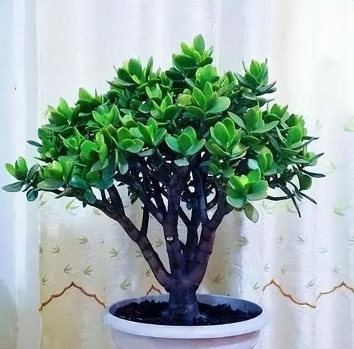 绿植盆栽栽培技术要点有哪些？如何正确栽培绿植盆栽？