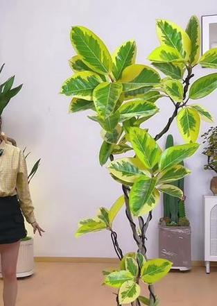 绿植盆栽栽培技术要点有哪些？如何正确栽培绿植盆栽？
