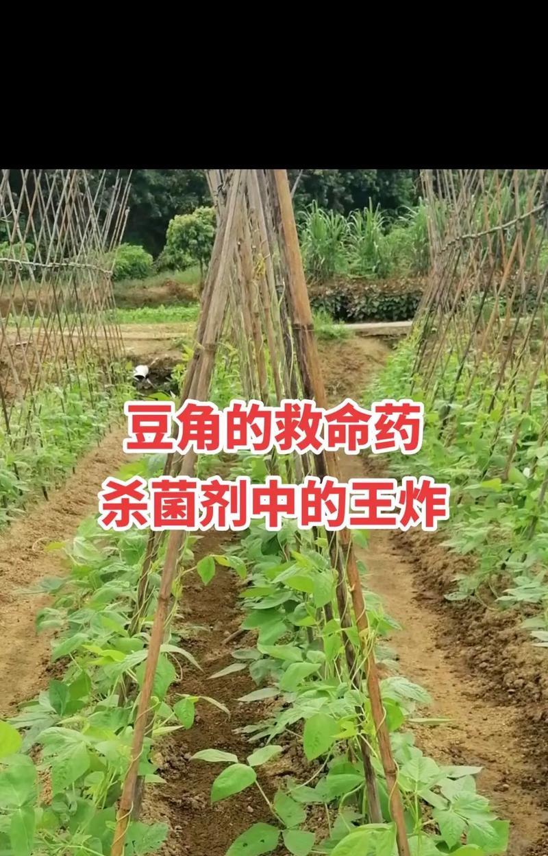 怎么种豆角叶子不发黄？预防叶子发黄的方法有哪些？