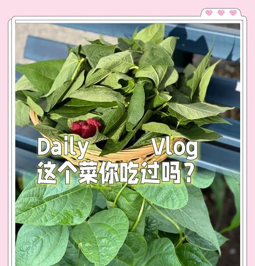 怎么种豆角叶子不发黄？预防叶子发黄的方法有哪些？