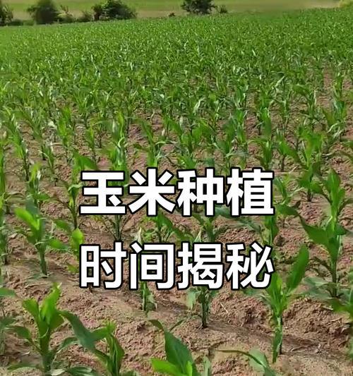 河北南部夏玉米最晚播种时间是什么时候？