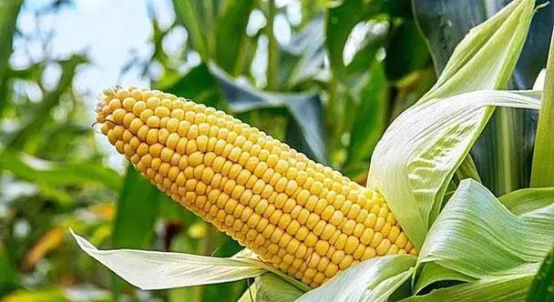 河北南部夏玉米最晚播种时间是什么时候？