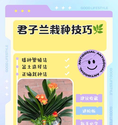 君子兰小苗裸根发货后的正确栽种方法是什么？