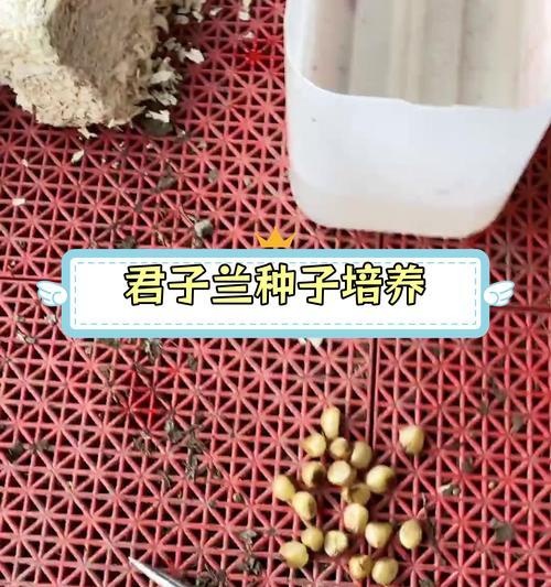 君子兰小苗裸根发货后的正确栽种方法是什么？