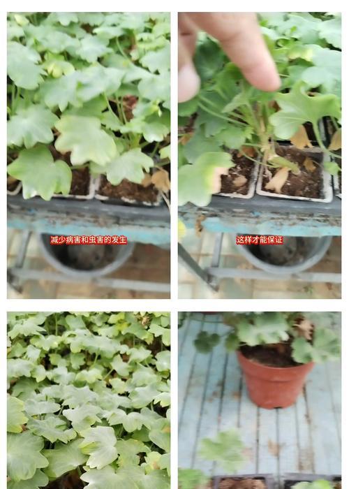 杏黄色重瓣天竺葵怎么养？天竺葵的养护和繁殖方法有哪些？
