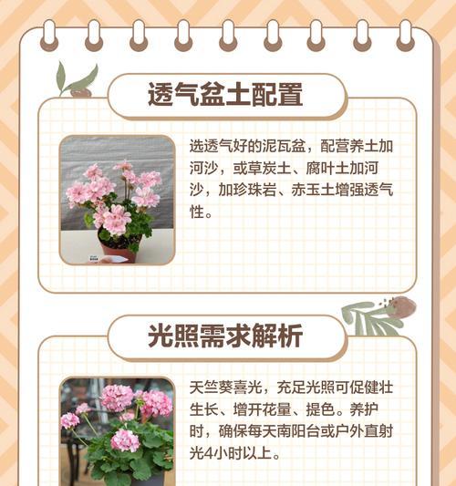 杏黄色重瓣天竺葵怎么养？天竺葵的养护和繁殖方法有哪些？
