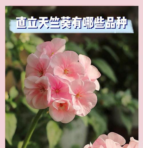 杏黄色重瓣天竺葵怎么养？天竺葵的养护和繁殖方法有哪些？