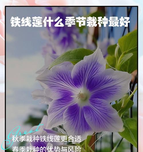 铁线莲银币小苗换盆的最佳时机和方法？