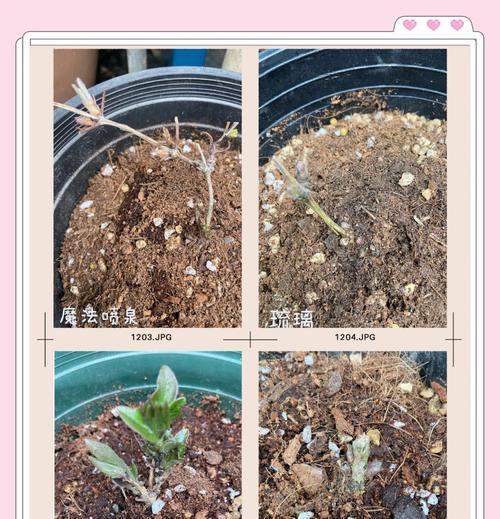 铁线莲银币小苗换盆的最佳时机和方法？