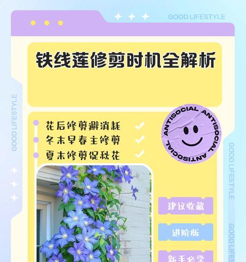 铁线莲银币小苗换盆的最佳时机和方法？