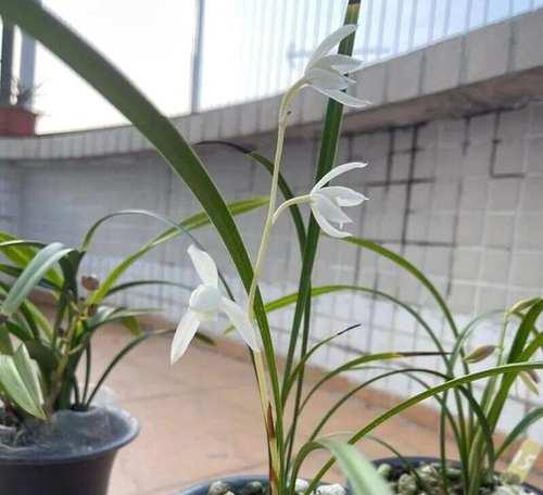 报岁兰浇水的正确方法是什么？如何根据季节调整浇水频率？