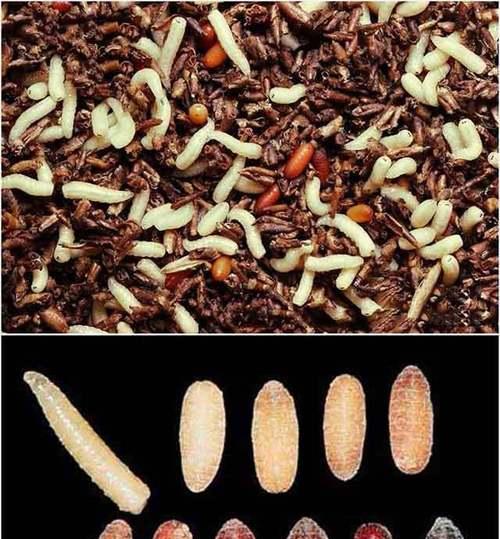 君子兰土壤中出现苍蝇的原因及处理方法？