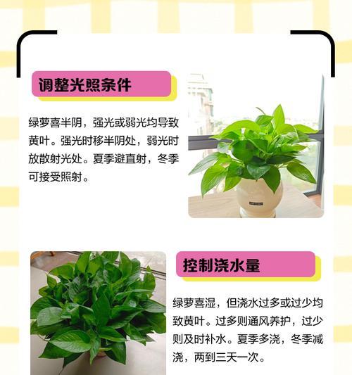 绿萝叶子发黄的处理方法是什么？