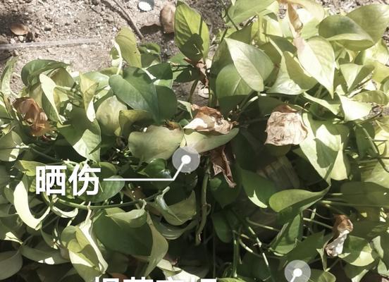 绿萝叶子发黄的处理方法是什么？