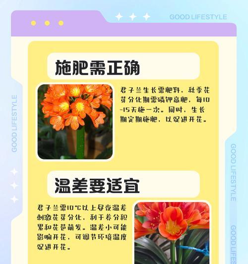 君子兰耷拉叶子的原因是什么？如何解决？