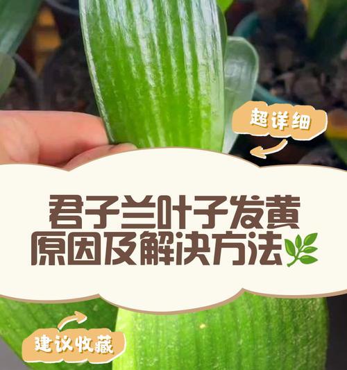 君子兰耷拉叶子的原因是什么？如何解决？