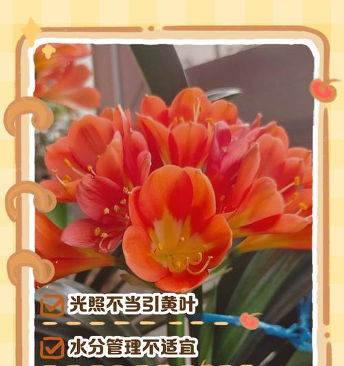 君子兰耷拉叶子的原因是什么？如何解决？