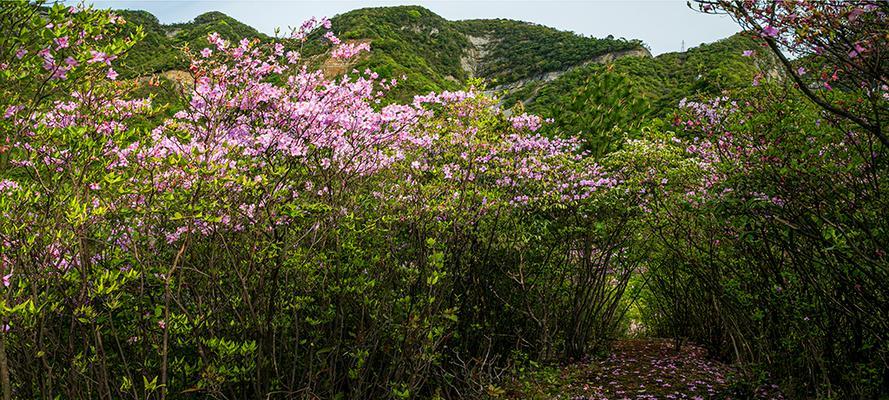 福建地区有哪些常见的野生花卉？