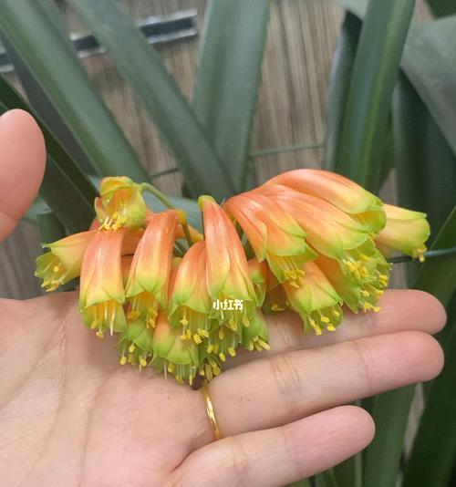 什么是毛油血君子兰？它有什么特别之处？