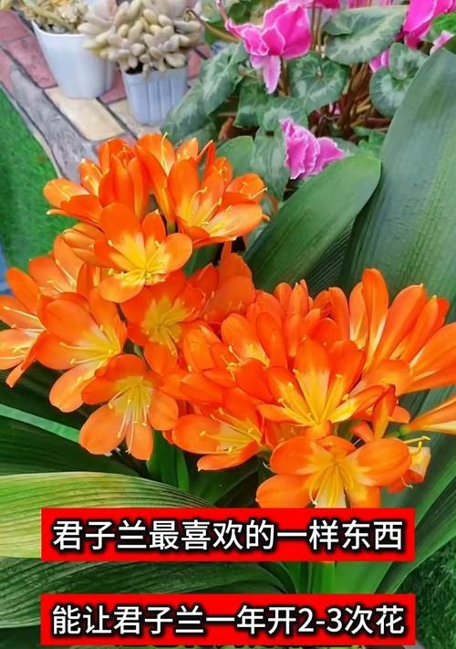 金麦粒君子兰的养护技巧有哪些？