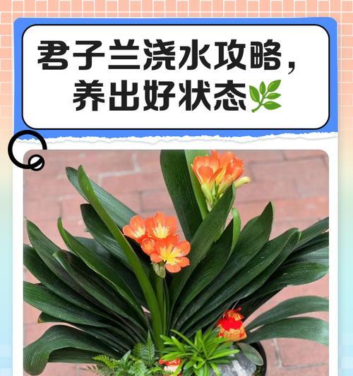 金麦粒君子兰的养护技巧有哪些？