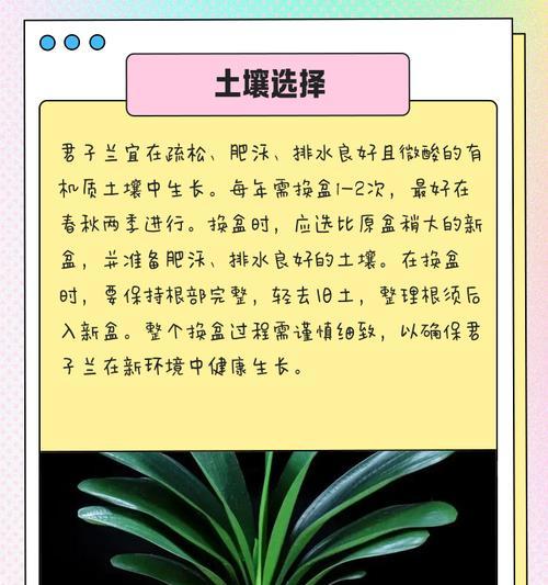 金麦粒君子兰的养护技巧有哪些？