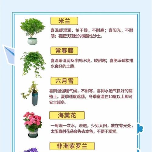 君子兰白叶苗修剪的最佳时机和方法是什么？