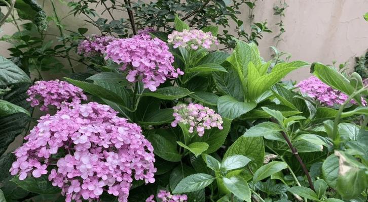 露天阳台适合种植哪些旺花？