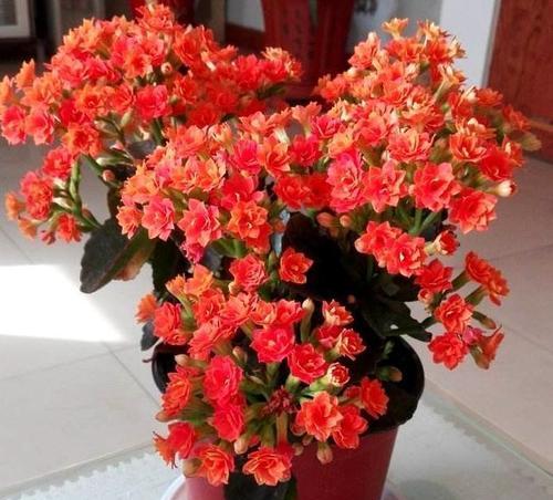 露天阳台适合种植哪些旺花？