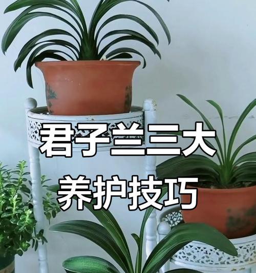 君子兰拔刀剑的养护要点是什么？