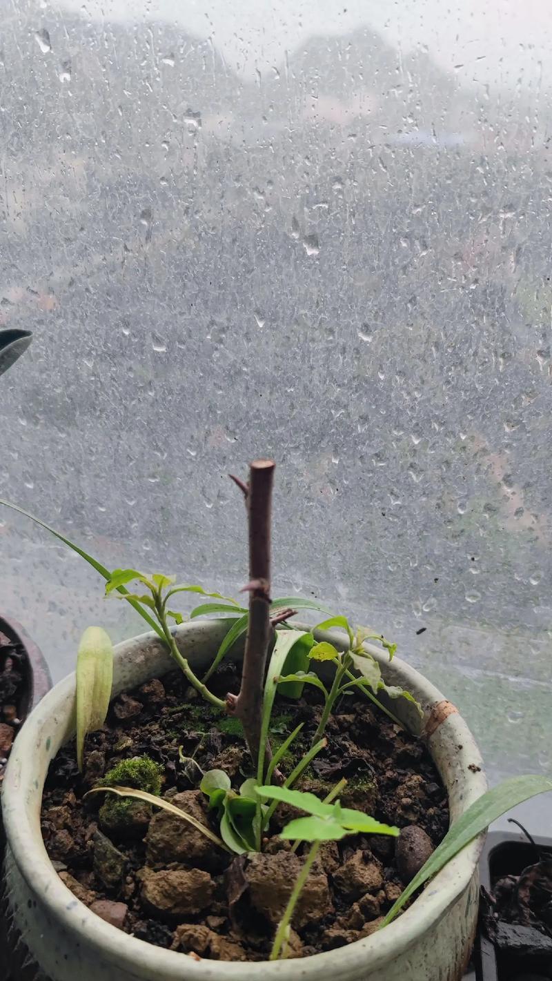 三角梅生桩到家怎么种植？三角梅生桩的正确种植方法是什么？