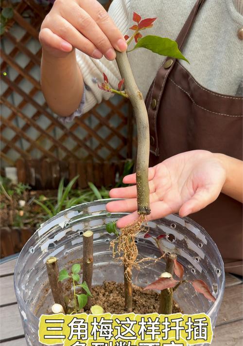 三角梅生桩到家怎么种植？三角梅生桩的正确种植方法是什么？