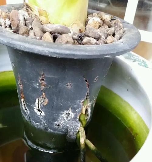 鱼缸种君子兰怎么种？有哪些步骤和注意事项？