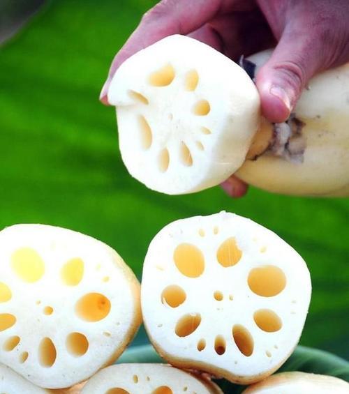 琉璃横孔叶子黄化？解决方法是什么