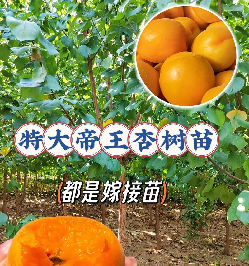 甜杏的最佳播种时间是什么时候？