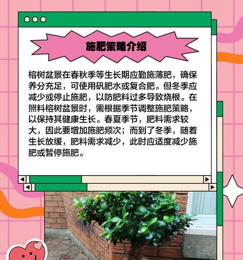桦榕盆景修剪技巧是什么？如何修剪才能更美观？