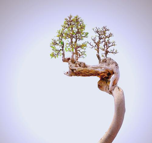 桦榕盆景修剪技巧是什么？如何修剪才能更美观？