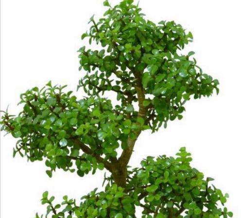 桦榕盆景修剪技巧是什么？如何修剪才能更美观？